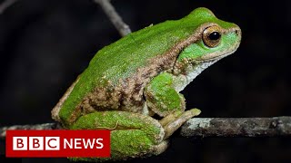 Saving Australian frog species on the brink of extinction  BBC News