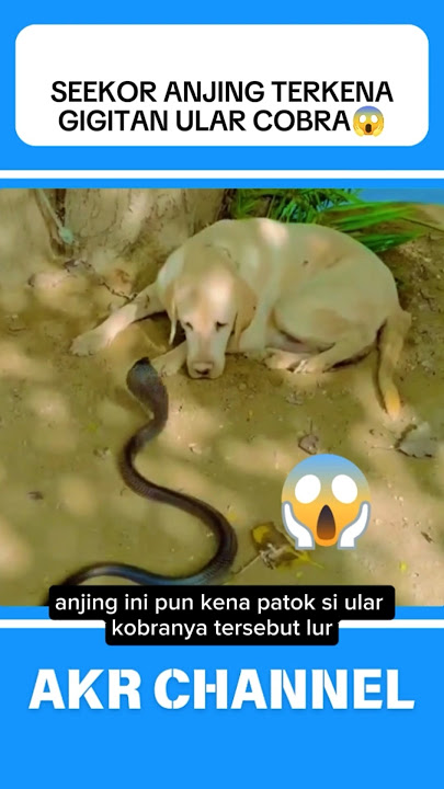 Seekor anjing terkena gigitan ular cobra⁉️😱#shorts