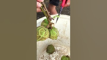 Ide cerdas petani panen buah unik sangat memuaskan dengan alat sederhana super tajam #shorts