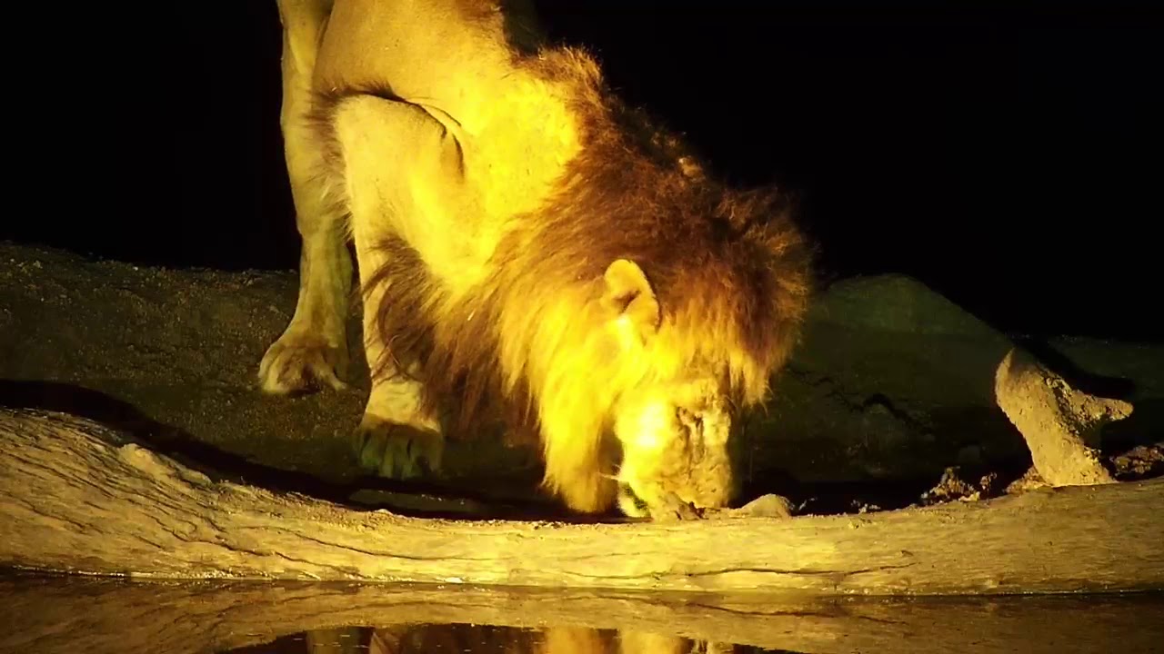 camera iphone 8 plus apk Djuma: Lions-Dark Mane Avoca & Nkuhuma female come for drink-2nd female shows up - 18:43 - 08/25/19