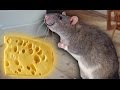 KILLING HUMANS FOR CHEESE! | Rat Simulator