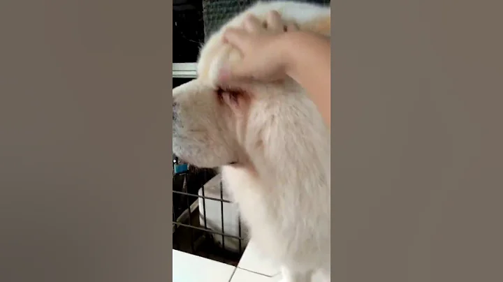 I love dogs and that dog have instagram name great...