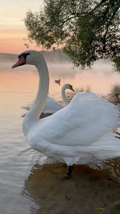 Прекрасные лебеди Алесь и Алеся встречают рассвет. #лебедь #swans # ...