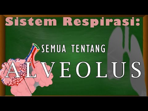 Video: Mengapa dinding alveolus sangat tipis?