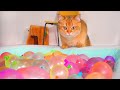 Do Kittens Like Water Balloon Pool?