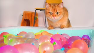 Do Kittens Like Water Balloon Pool?