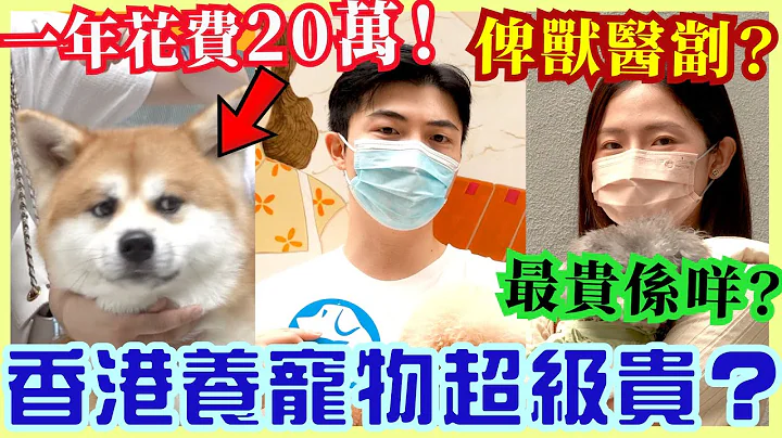 【街訪】香港有錢人先可以養寵物? 港男: 洗咗20萬! 貓狗最貴係咩? 香港養狗麻煩嗎? - 天天要聞