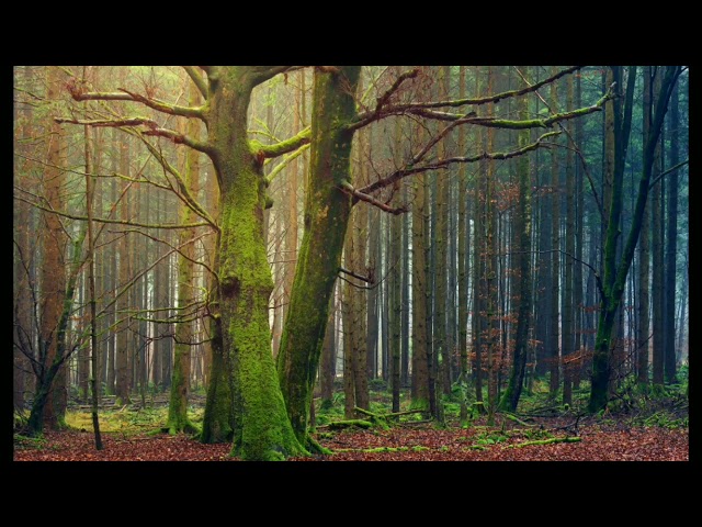 The wood wide web process// The mycorrhizal network explained in Hindi// class=