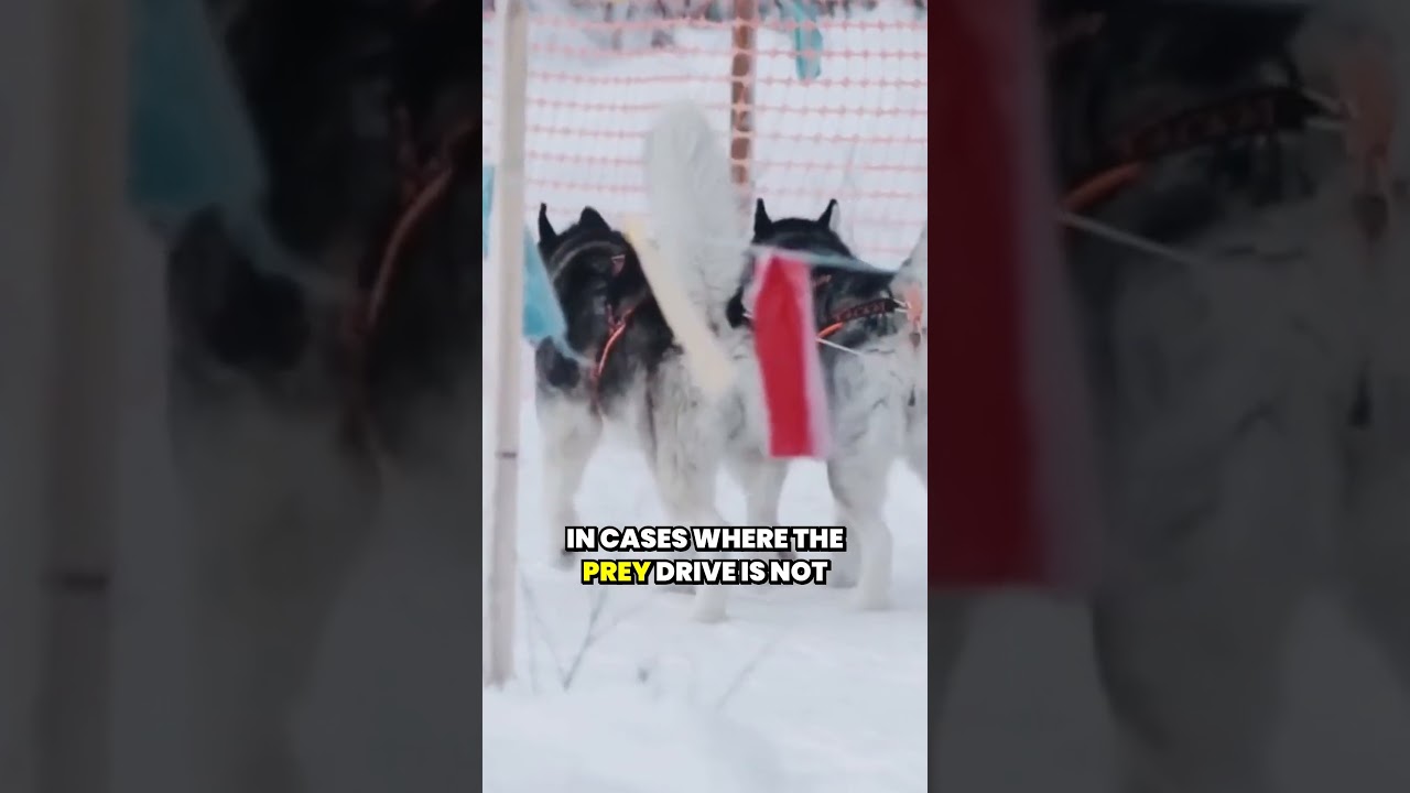 The risks of a husky's prey drive in suburban areas  