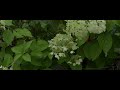 Bmpcc original 23.976fps | SIRUI 24mm F2.8 1.33x M4/3 | Anamorphic Lens | 4K(Ansan Korea)