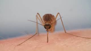 How Mosquitoes Use Six Needles to Suck Your Blood  Deep Look 1