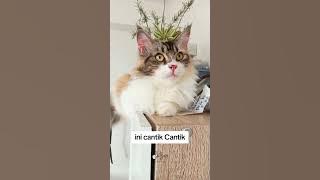 CANTIK SIH....TAPI.... #kucingcantik #cantikcatsme #cat