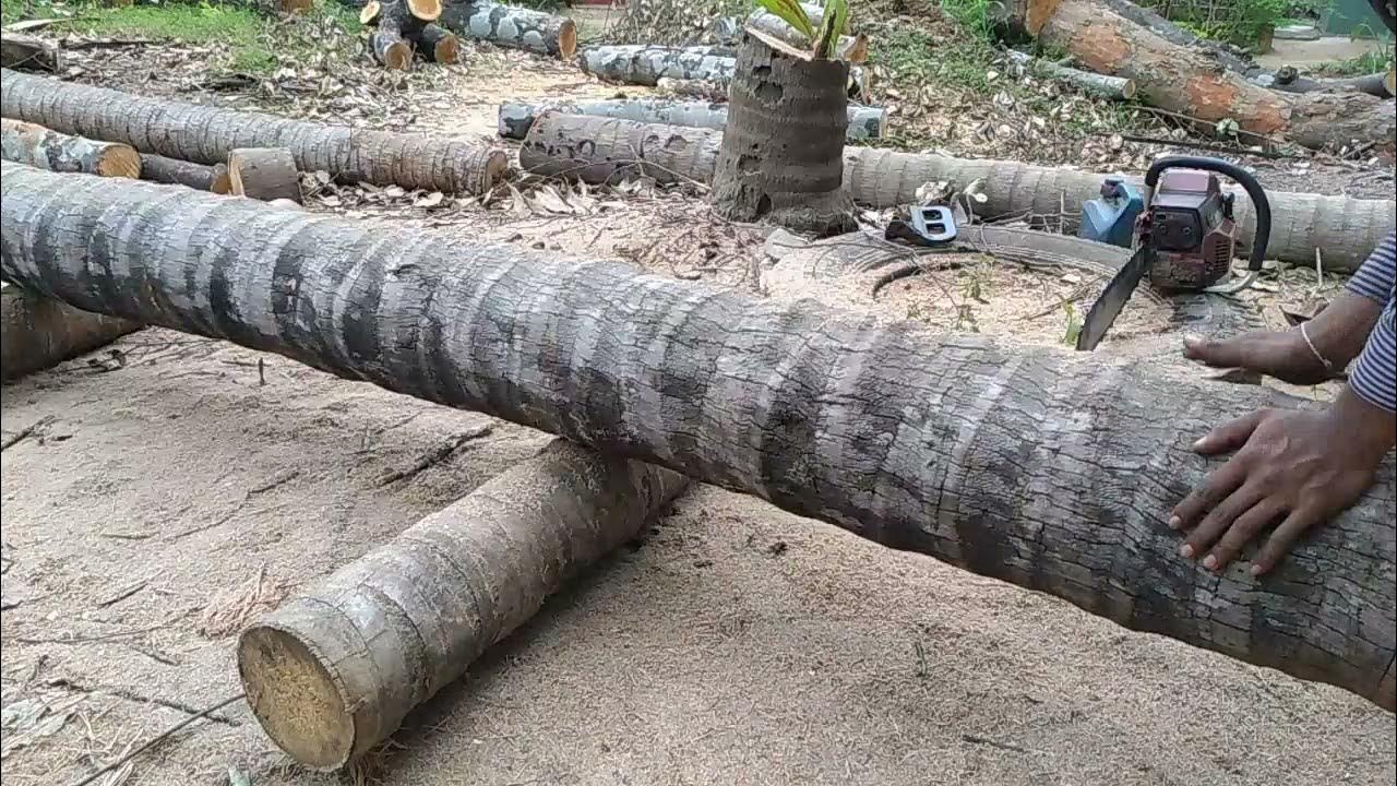 How to make Coconut tree into Coconut lumber. coconut lumber YouTube