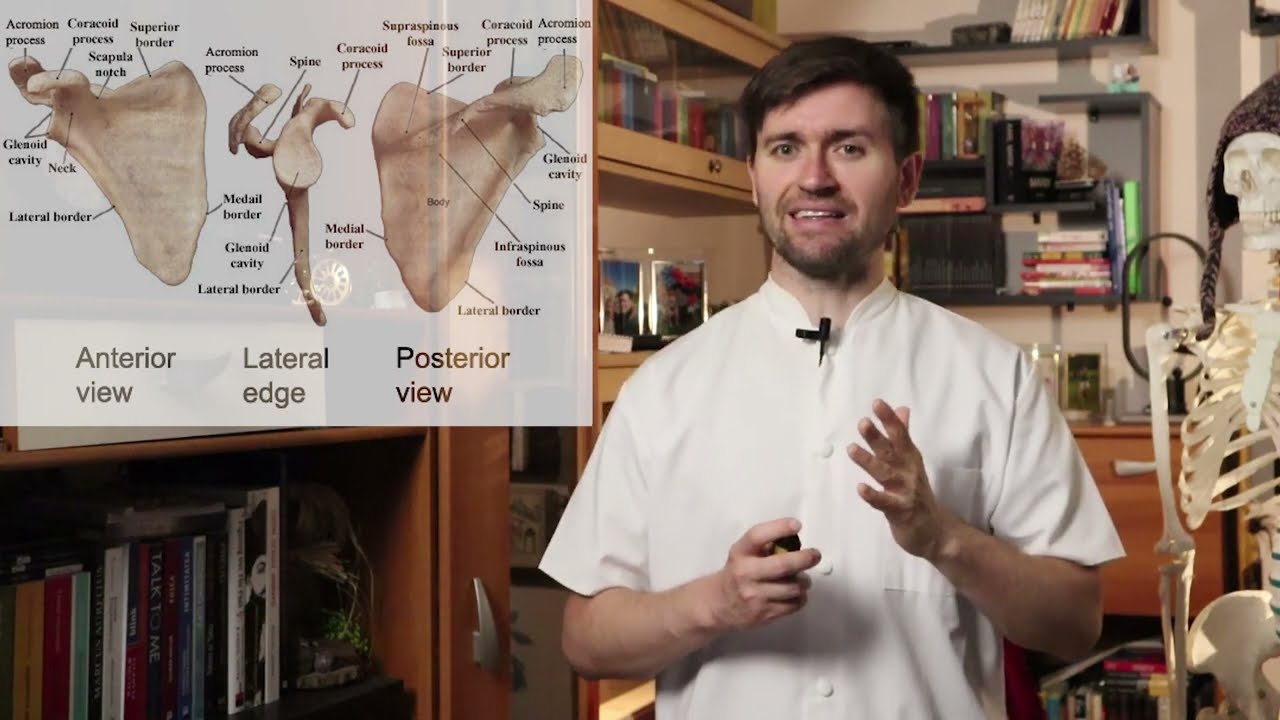 Episodul 3 - Anatomie funcțională