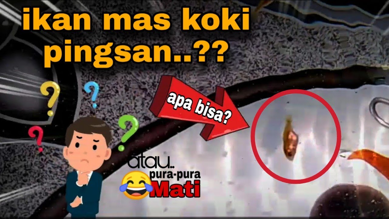 Ikan mas koki mati atau pingsan - cara mengatasi burayak ikan koki