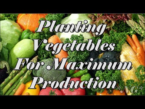 Planting Vegetable For Maximum Production ~ Noreen's Garden