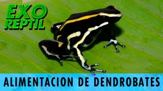 Exo Reptil - Alimentación de Dendrobates