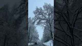Beautiful trees covered with snow
