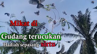 Mikat burung trucukan dengan mp3 trucukan ribut