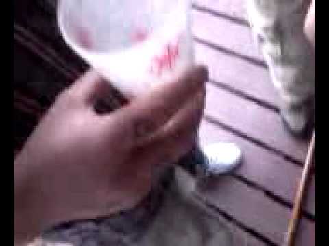 Denver eats a spider