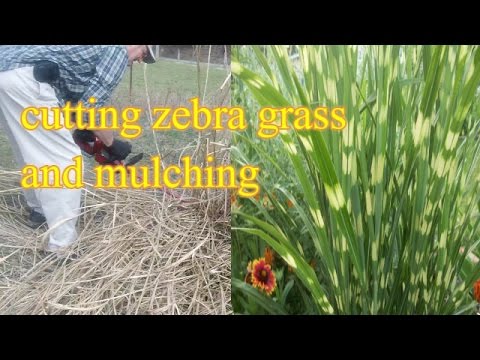 cutting maintaining and mulching with zebra grass
