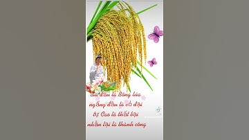 lúa càng chín càng cúi đầu