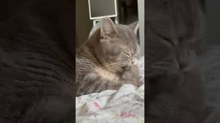맛있는 거(마이구미🐾) 먹을 때 돼지소리 내는 편 ㅋㅋㅋㅋ #고양이 #브리티쉬숏헤어 #cat #kitten #고양이일상 #cutecat #pets #shorts