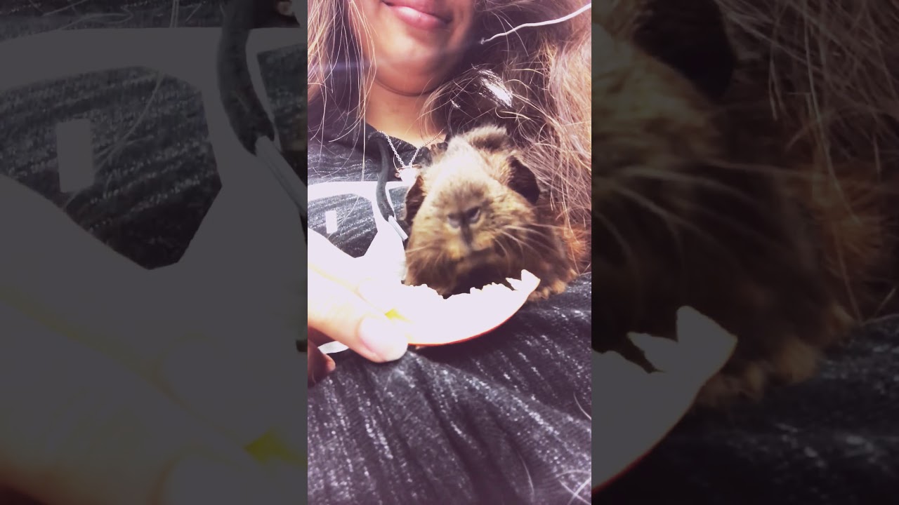 Baby guinea pig eating a apple slice - YouTube