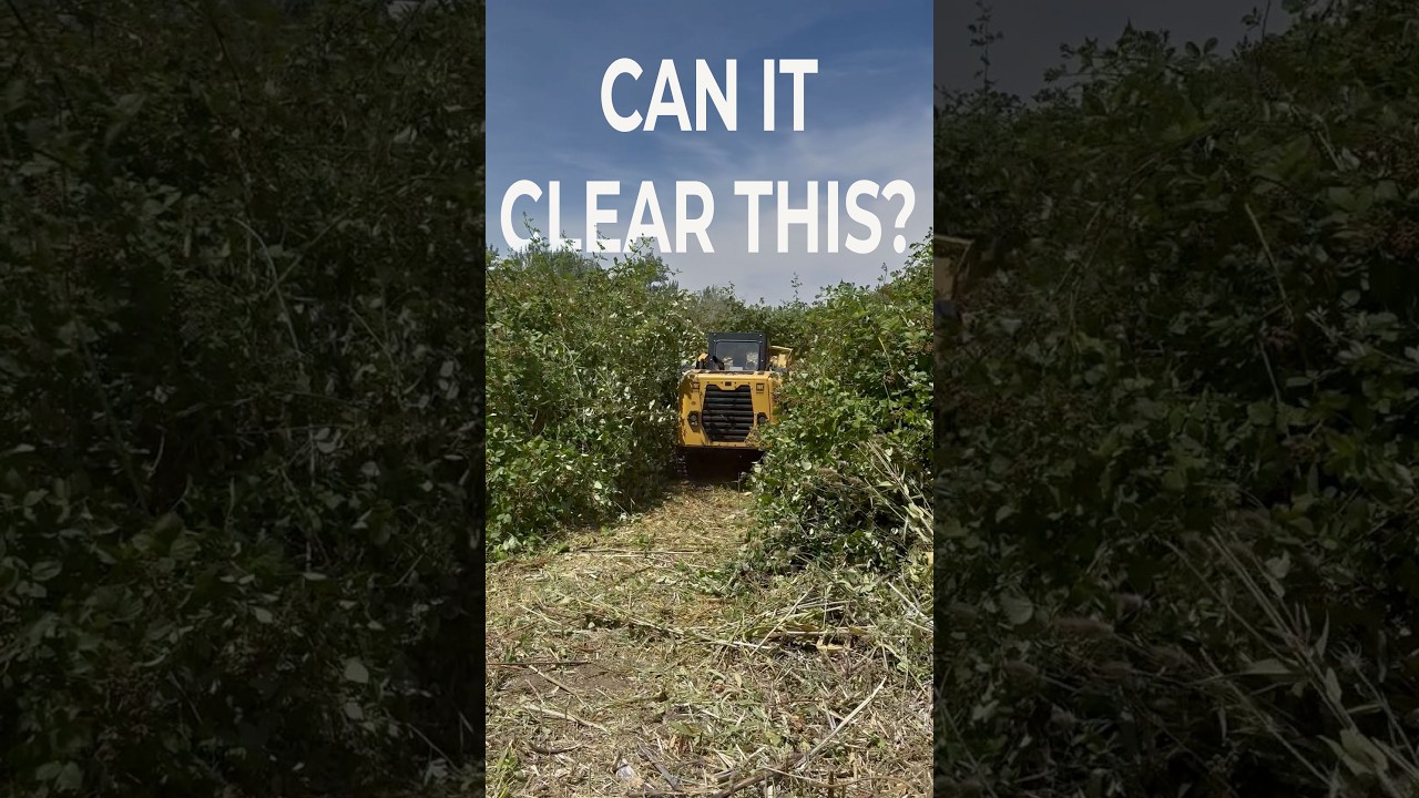 Can a Skid Steer REALLY Clear Thick Brush? #wallawalla #skidsteer #propertymaintenance #rurallife