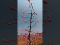 “Spring Vibes 🌸 Cherry Blossom Garden #satisfying #farming #pruning #shortvideo
