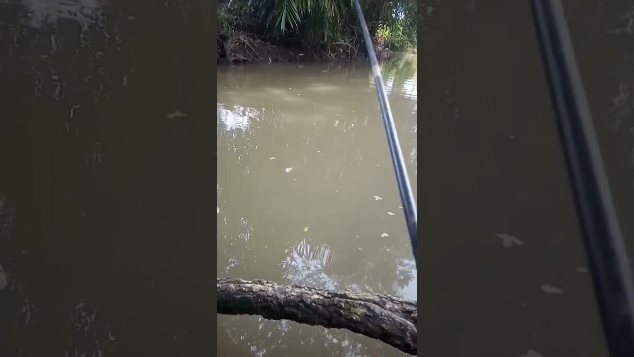 Undlupnya bikin bahagia, ternyata ikan ini yang makan😁