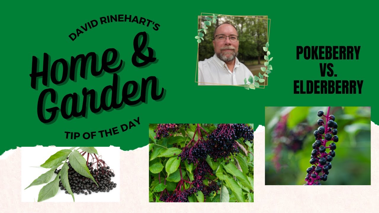 Elderberry vs Pokeberry. What's the difference? YouTube