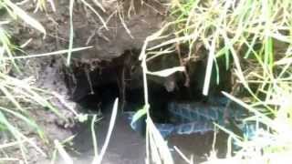 Greenthumbgirls- a sinkhole in our yard!