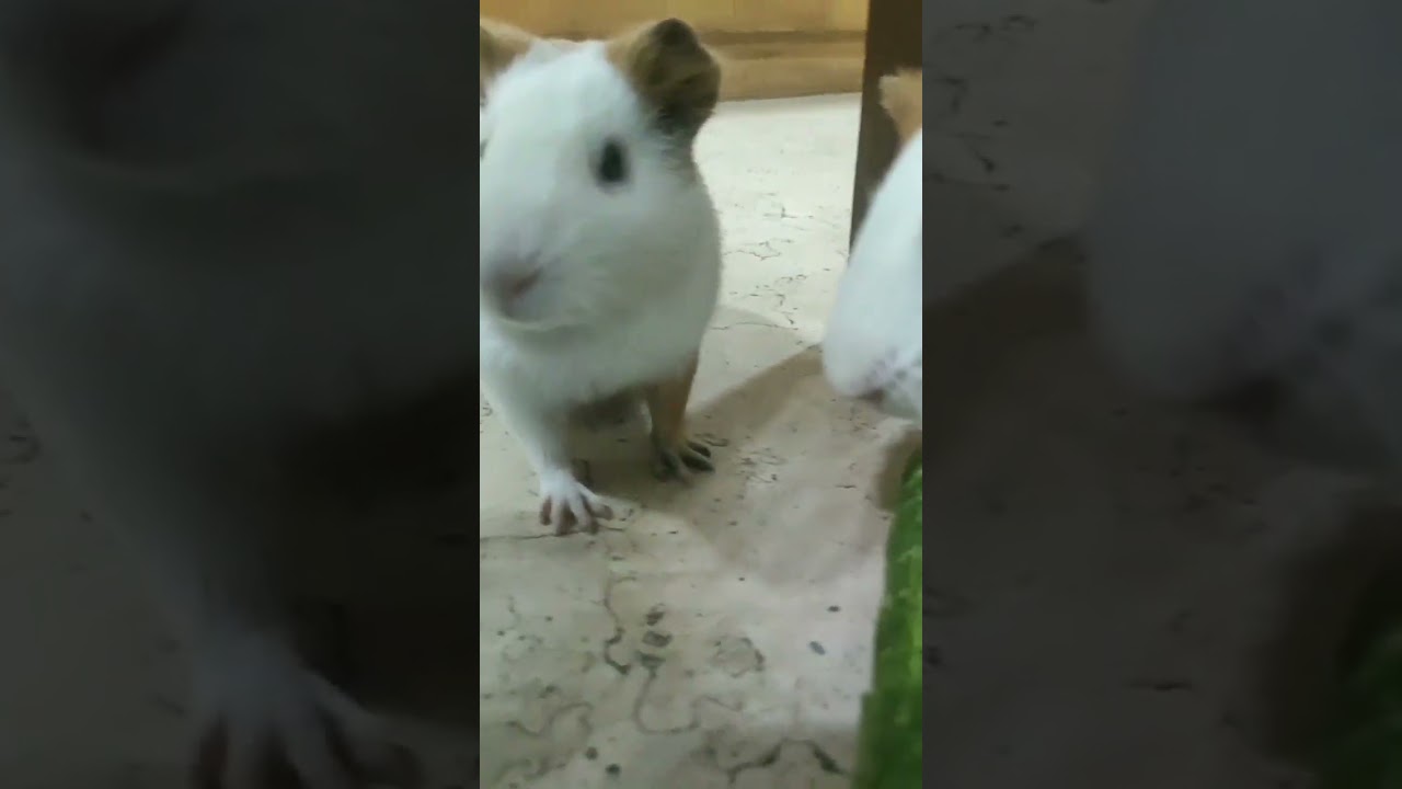 ASMR VIDEO|GUINEA PIGS' CUCUMBER EATING SOUND 