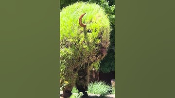 We interrupt your regularly scheduled scrolling with a short, chill video. 🤠 #okstate #GoPokes