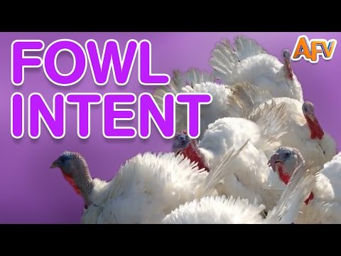 fowl-intent-|-best-of-afv