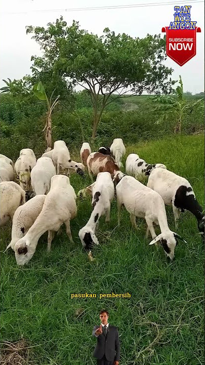 Ternak Domba Kampung Yang Di Angon #Short