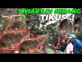 GARA2 TIKUS, AVIARY BUBAR.... GW YG DAPET REZEKI.. HEHE MAKASIH MAS