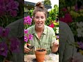 #grow plant🪴#gardenhacks # trend # GardenTips #