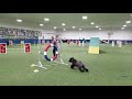 Phenix, Kerry Blue Terrier Agility Class 11/12/2019, trying a toy reward on contacts.