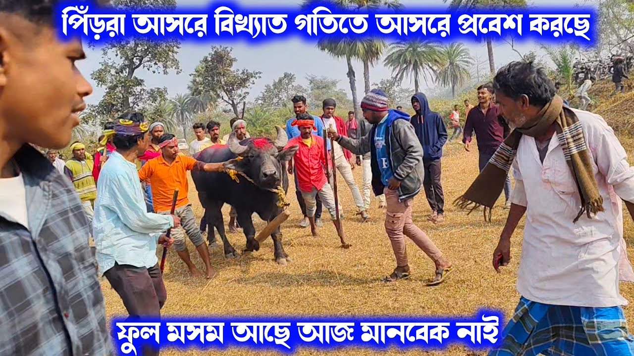 পিঁড়রা আসরে ১ নং কাড়ার জোড়া বিখ্যাত গতিতে আসরে প্রবেশ করছে