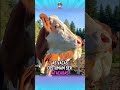 Por que pintam olhos nas vacas