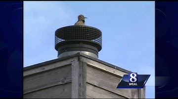 How do you stop a woodpecker