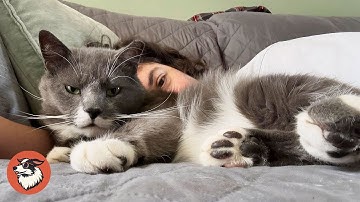 Feral Cat Who Spent a Year Alone Finally Feels Safe And Loved