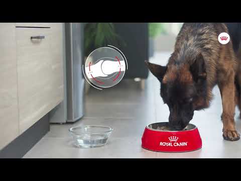 Royal Canin |