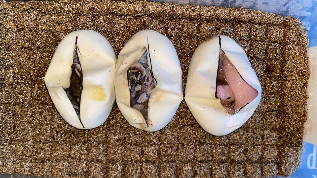 ball python devil egg clutch - youtube Images High... Clutch Update Before First Shed - Lesser X Mystic Pastel Het Clown ...