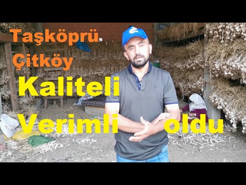 Video: Sarımsak Nasıl Beslenir? Büyük Olması Için Nasıl Sulanır? İlkbahar Ve Kıştan önce Ekilen Sarımsak, Fosfor-potasyum Ve Diğer Gübrelerin üst Pansumanı