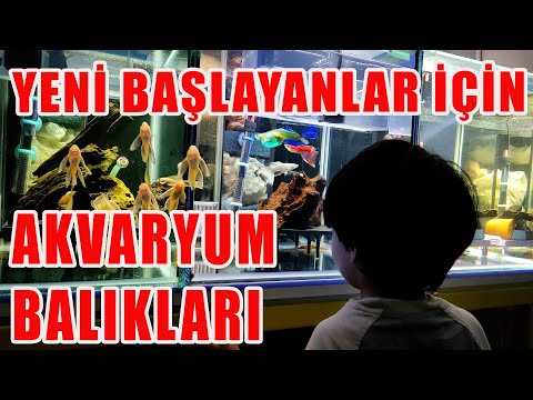 Video: Hansı qızdırıcı daha yaxşıdır? Biz düzgün seçirik