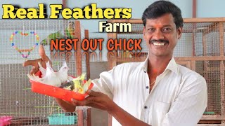 Cocktail's Nest out chick in Real Feathers Farm ( தமிழ் ) | Best birds breeding tips in tamil