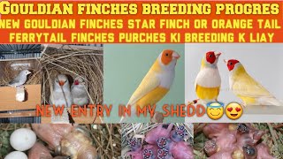Gouldian finches Star finches diamond fertail new intry and my gouldian finches breeding progres